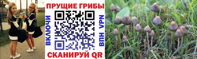 Псилоцибиновые грибы мицелий купить наркотики сайты Касимов